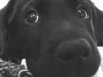 Puppy.jpg