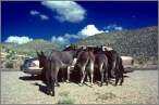 Donkeys.jpg