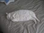 Fat.jpg