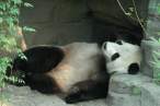 Panda.jpg