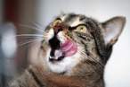 Lick.jpg