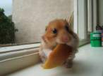 Food.jpg