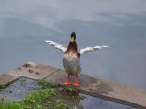 Duck.jpg
