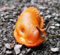 Snail.jpg