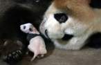 Panda.jpg