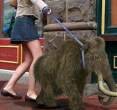 Wooley Mammoth.jpg