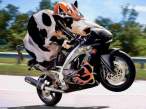 rider.jpg