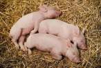Pigs.jpg