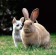 Big big wabbit.jpg
