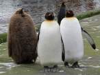 Penguins.jpg