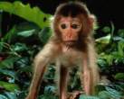 Baby monkey.jpg