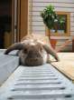 Fat wabbit.jpg