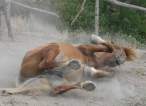 Horse.jpg