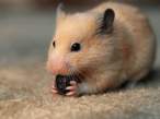 Food.jpg