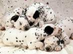 Puppies.jpg