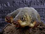 Fish.jpg