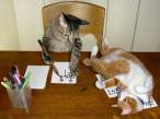 Cats.jpg