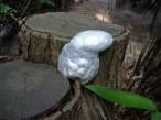 Fungus.jpg