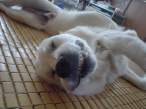 Doggie.jpg