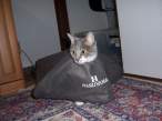 Super cat.jpg