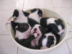 Puppies.jpg