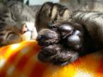Paw.jpg