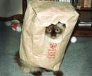 bag.jpg