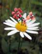 Flowers.jpg