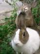 Tasty wabbit.jpg