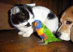 Parrot.jpg