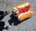 Hot dog.jpg