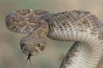 Snake.jpg