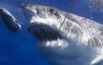 Shark.jpg
