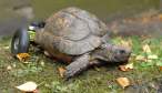 Turtle.jpg