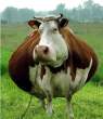Cow.jpg