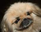 Puppy.jpg