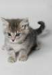 Kitty.gif