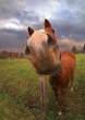 Horse.jpg