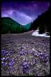 nature (10).jpg