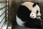 Panda.jpg