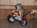 motorcyclesquirrel.jpg