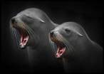 Seal power.jpg