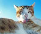 Lick.jpg