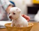 Puppy.jpg