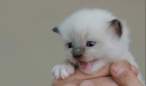 Kitten.jpg