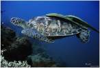 Turtle.jpg