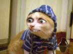 cat.jpg
