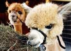 Baby camel.jpg