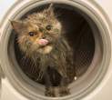 Wet pussy.jpg