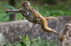 Monkey jump.jpg